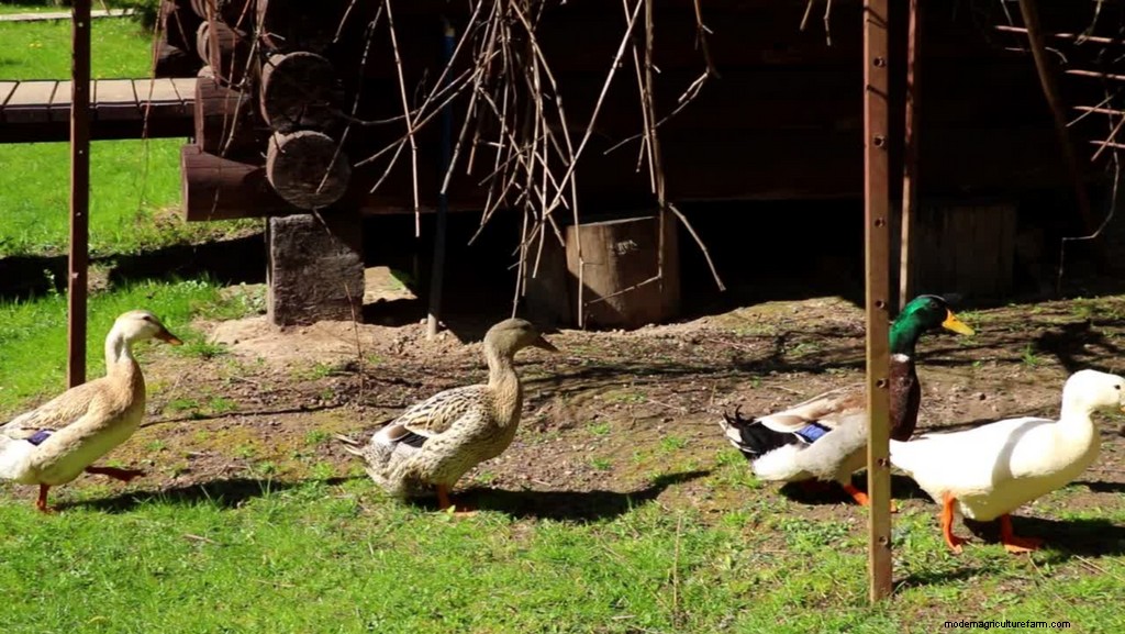 A Guide to the Ideal Diet for Backyard Ducks