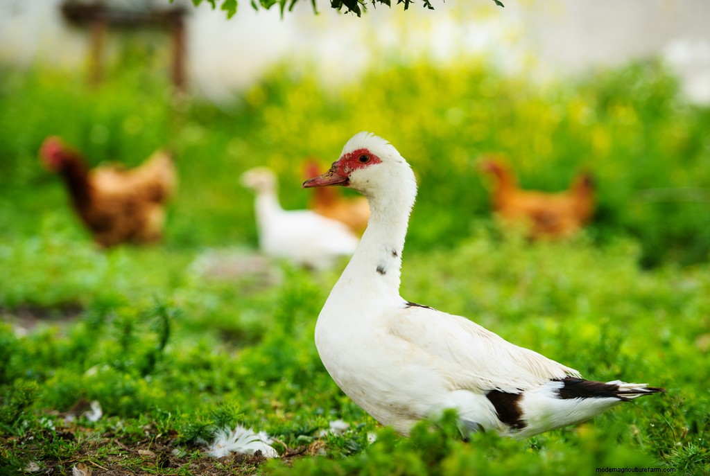 A Guide to the Ideal Diet for Backyard Ducks