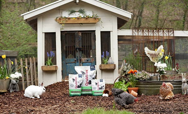 15 Unique and Functional Chicken Coop Ideas