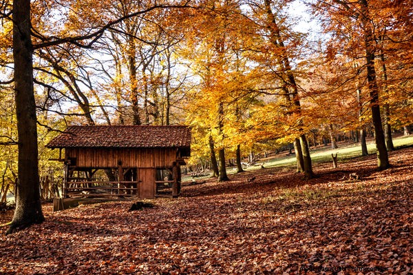 15 Unique and Functional Chicken Coop Ideas