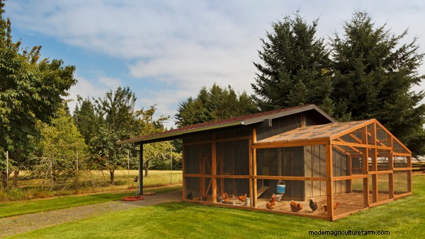 15 Unique and Functional Chicken Coop Ideas