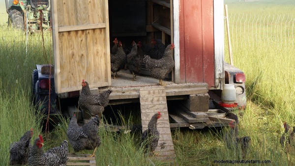 15 Unique and Functional Chicken Coop Ideas