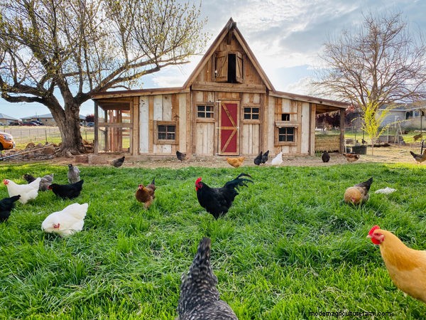 15 Unique and Functional Chicken Coop Ideas