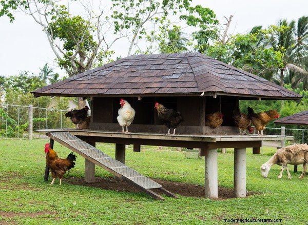 15 Unique and Functional Chicken Coop Ideas