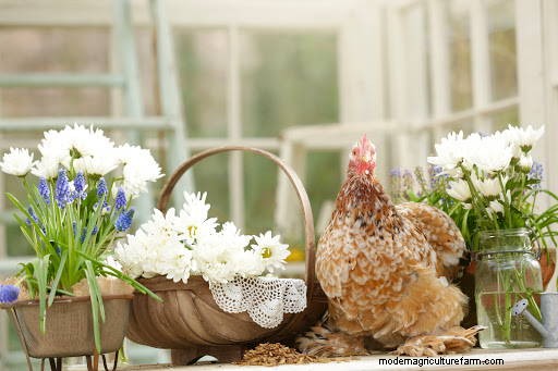 7 Reasons to Feed Your Flock a Daily Snack