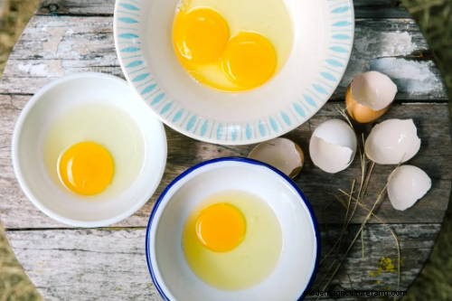 7 Reasons to Feed Your Flock a Daily Snack