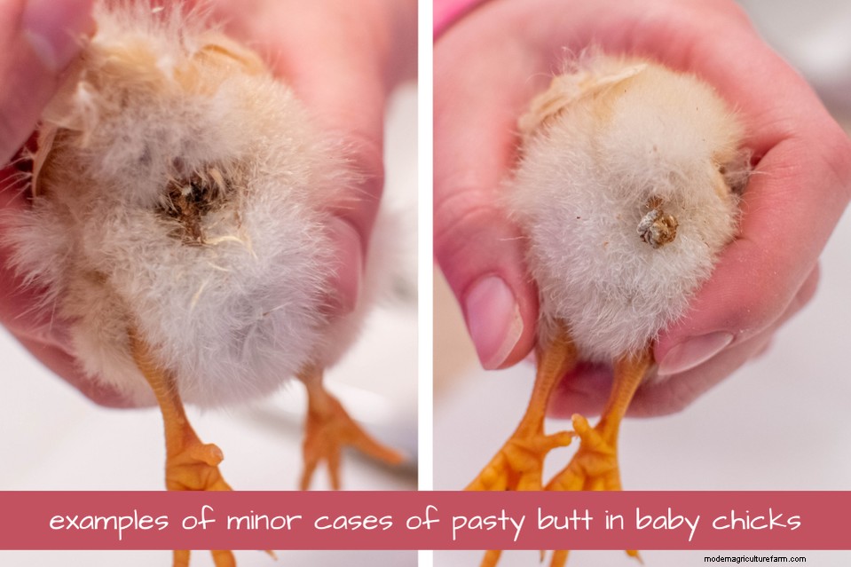 Spotting and Treating Pasty Butt in Chicks