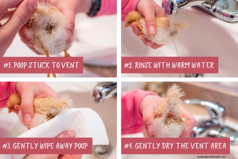 Spotting and Treating Pasty Butt in Chicks