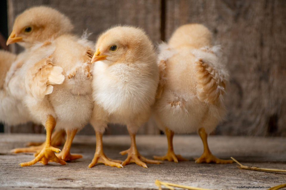 Spotting and Treating Pasty Butt in Chicks