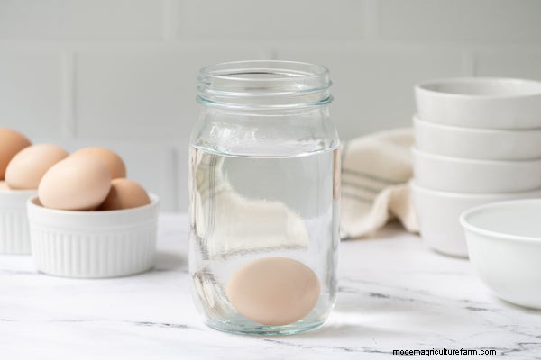 How to Check Chicken Eggs for Freshness