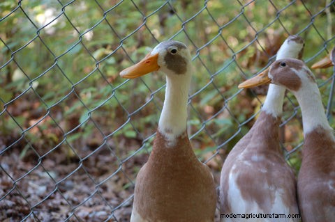 Backyard Chickens vs Ducks: Comparing the Pros and Cons