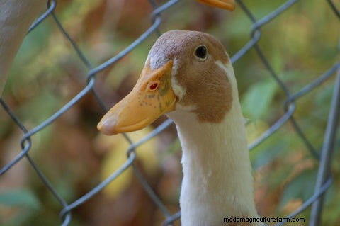 Backyard Chickens vs Ducks: Comparing the Pros and Cons