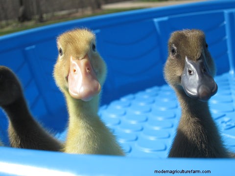 Backyard Chickens vs Ducks: Comparing the Pros and Cons