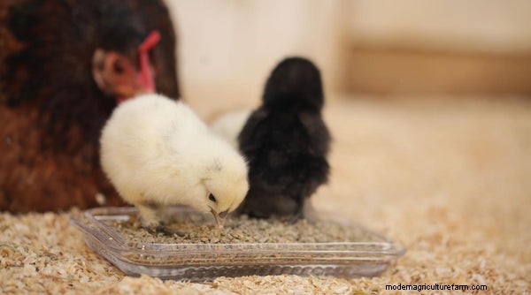How to Hatch & Raise Chicks Using a Broody Hen