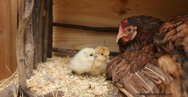 How to Hatch & Raise Chicks Using a Broody Hen