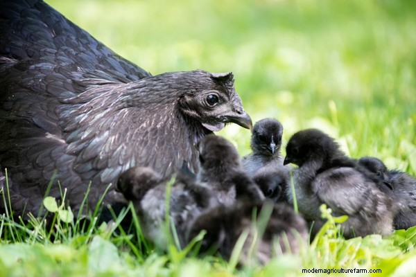 How to Hatch & Raise Chicks Using a Broody Hen