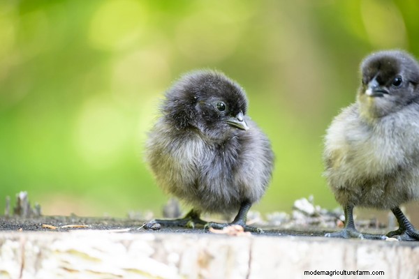 How to Hatch & Raise Chicks Using a Broody Hen