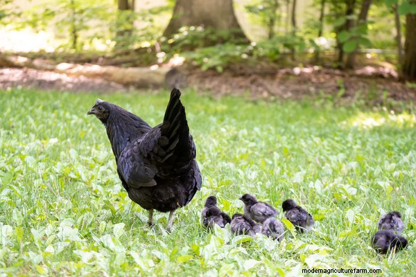 How to Hatch & Raise Chicks Using a Broody Hen