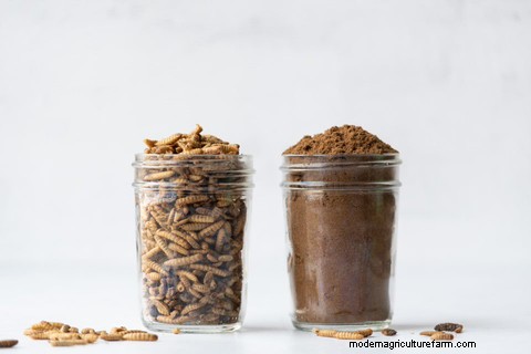 Why Grubs? An Eco-Friendly Pet Superfood