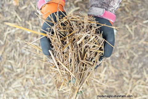What Bedding to Use in Your Chicken Coop