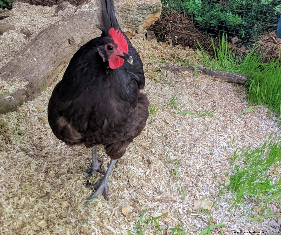 What Bedding to Use in Your Chicken Coop