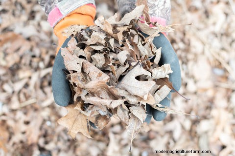 What Bedding to Use in Your Chicken Coop