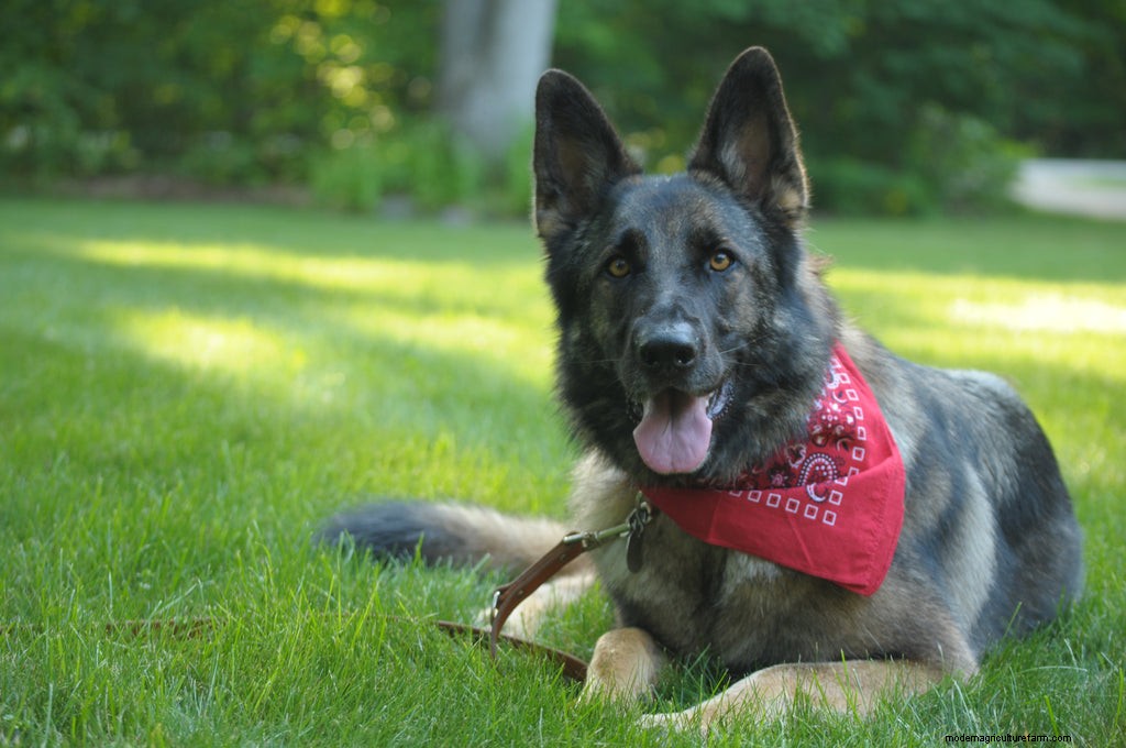 Harmful Ingredients Commonly Found in Dog Treats