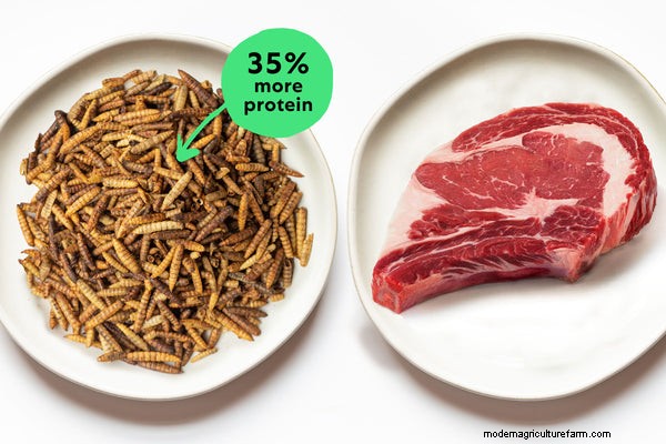 Insect-Based Protein vs Common Animal Proteins in Dog Treats