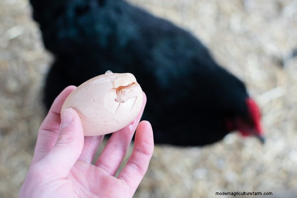 How to Prevent Chickens from Eating Their Eggs