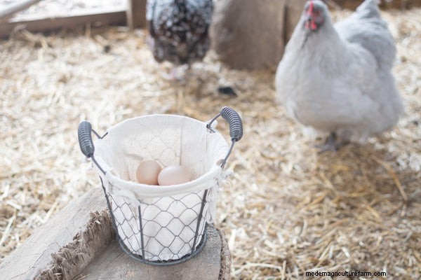 How to Prevent Chickens from Eating Their Eggs