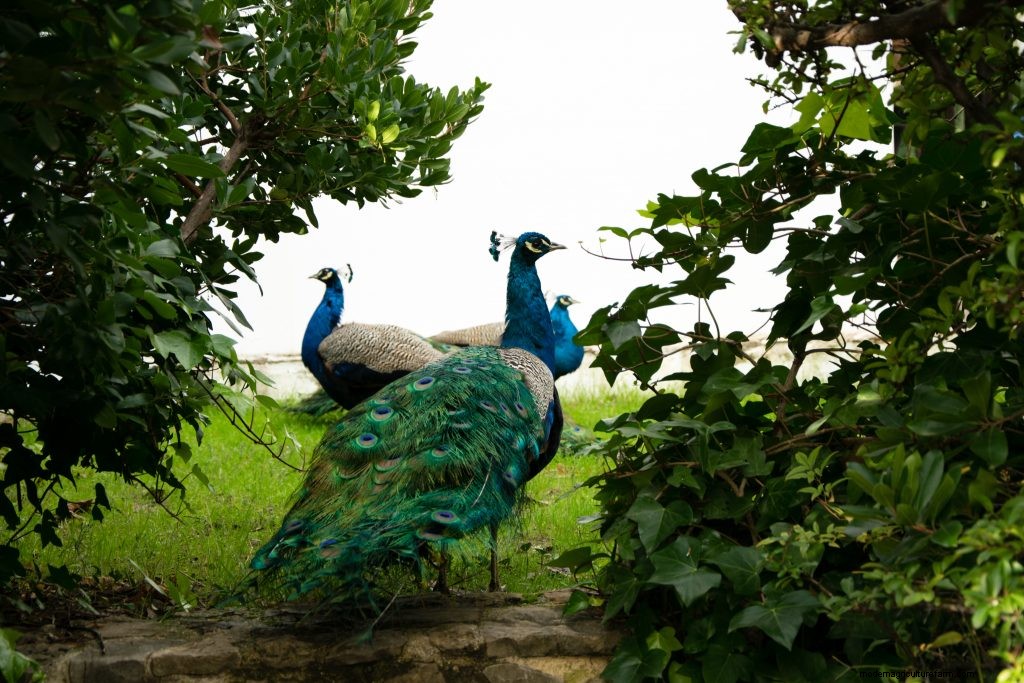 A Little More Poultry 201