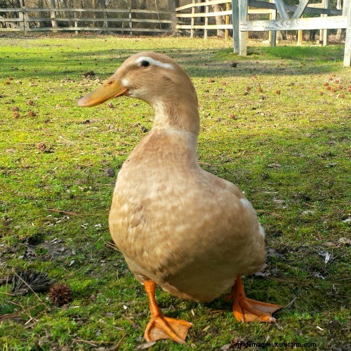 Three Favorite Backyard Duck Breeds