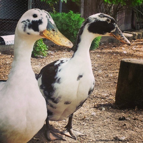 Three Favorite Backyard Duck Breeds