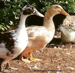 Three Favorite Backyard Duck Breeds