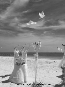 Peace, Love, and Pigeons