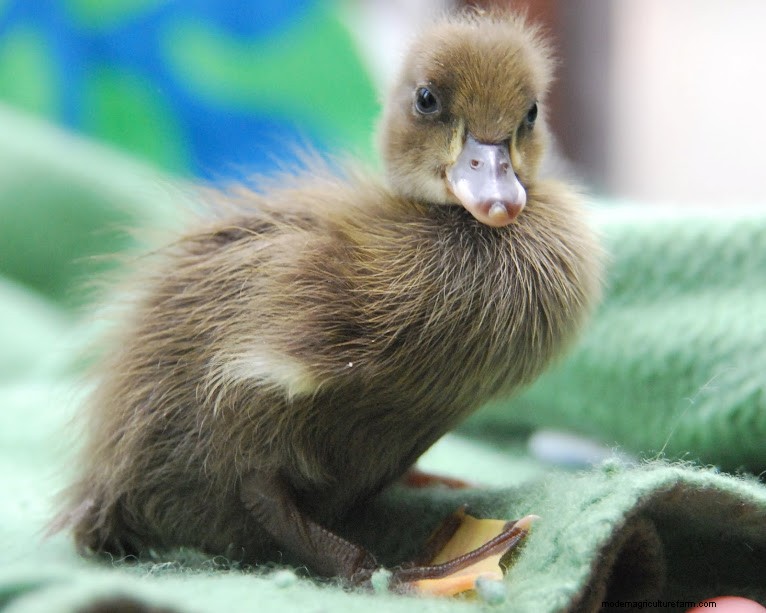 Raising Critical Breeds: Dutch Hookbill and Aylesbury Ducks