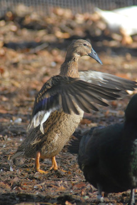 Raising Critical Breeds: Dutch Hookbill and Aylesbury Ducks