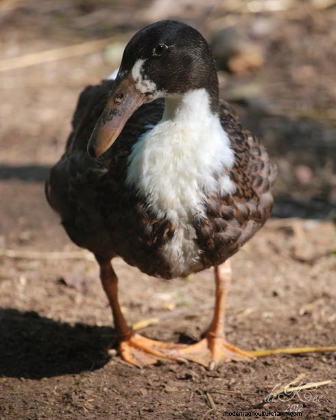 Raising Critical Breeds: Dutch Hookbill and Aylesbury Ducks