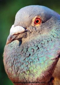 Advancing Into the World of Pigeon Farming