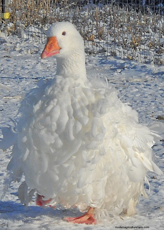All About Medium Goose Breeds