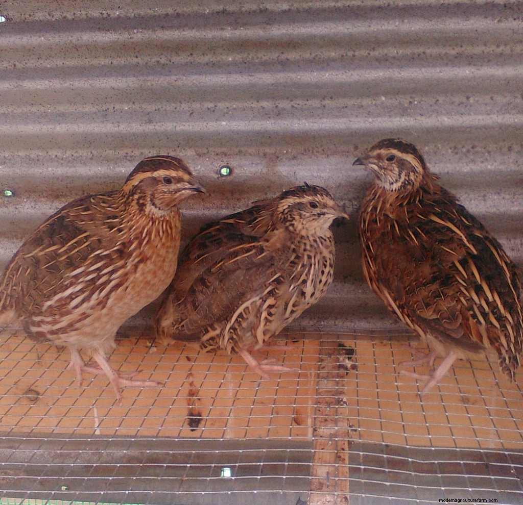 5 Reasons to Start Raising Quail
