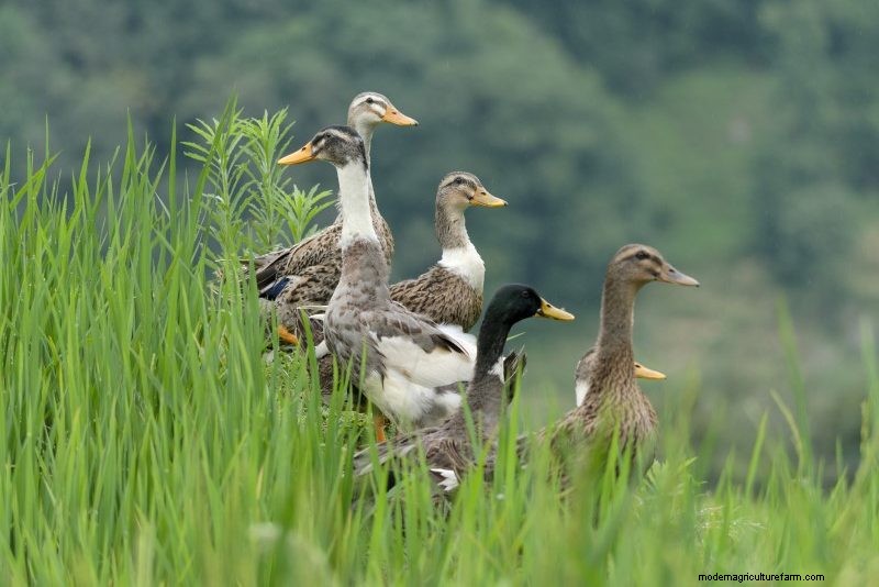 Breed Profile: Indian Runner Duck
