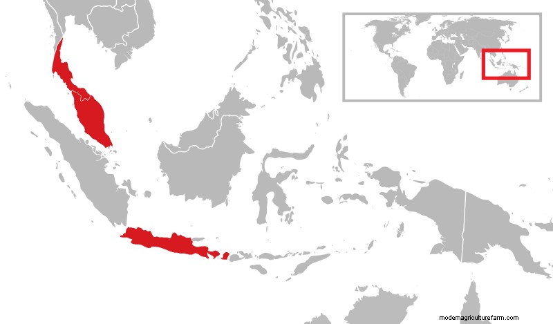 Breed Profile: Indian Runner Duck