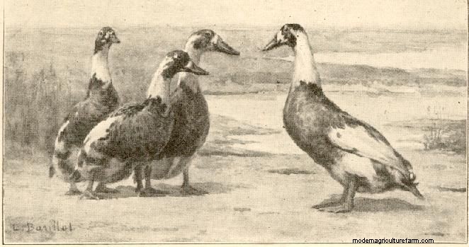 Breed Profile: Indian Runner Duck