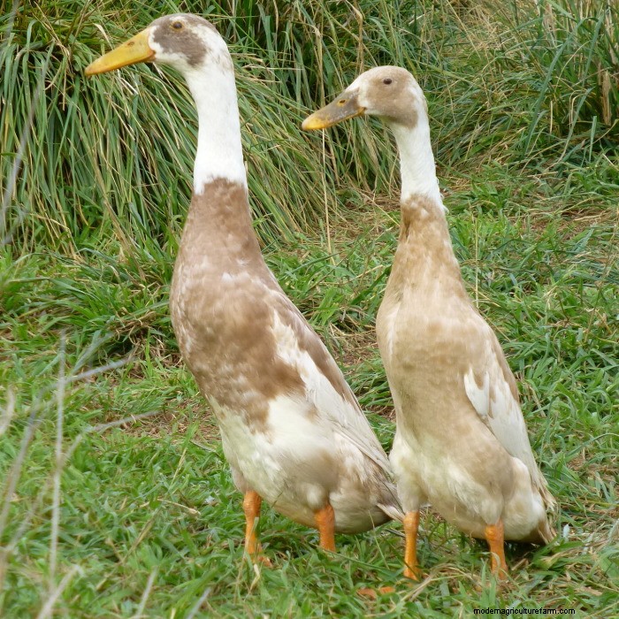 Breed Profile: Indian Runner Duck