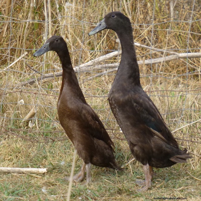 Breed Profile: Indian Runner Duck
