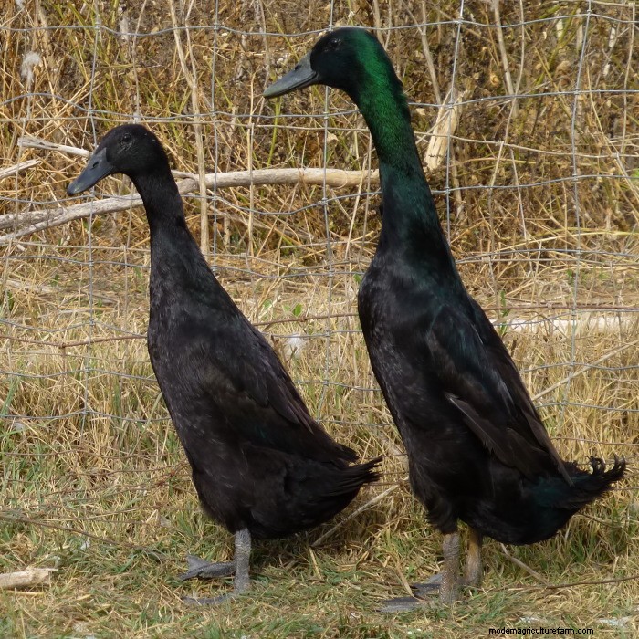 Breed Profile: Indian Runner Duck