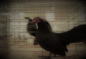 From Backyards to Factory Farms: The Evolution of Poultry Farming in America