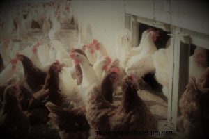 From Backyards to Factory Farms: The Evolution of Poultry Farming in America
