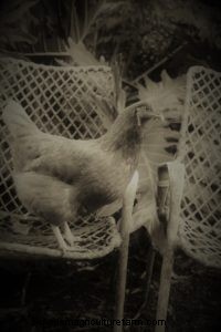 From Backyards to Factory Farms: The Evolution of Poultry Farming in America